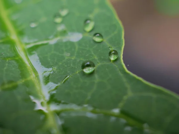 Closeup Nature Water Drop Green Leaf Garden Blurred Background Macro — Stock Photo, Image