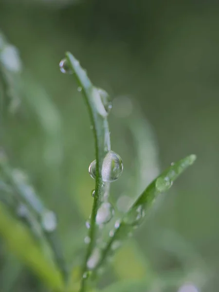 Nahaufnahme Natur Wassertropfen Auf Grünem Blatt Garten Mit Verschwommenem Hintergrund — Stockfoto