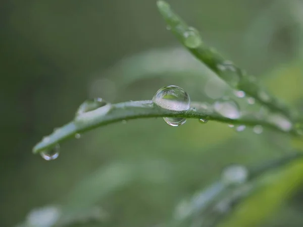 Closeup Gota Água Natureza Folha Verde Jardim Com Fundo Borrado — Fotografia de Stock