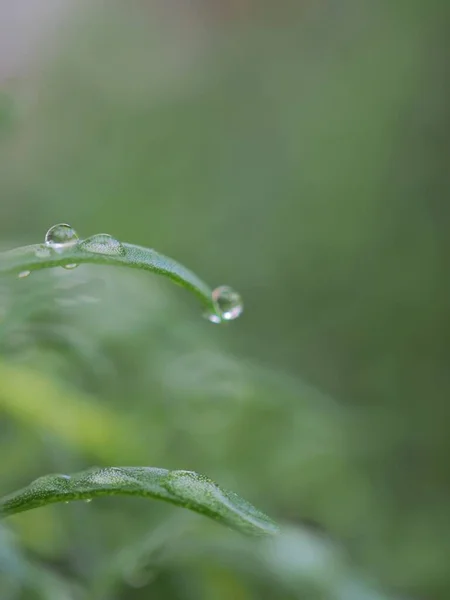 Closeup Gota Água Natureza Folha Verde Jardim Com Fundo Borrado — Fotografia de Stock