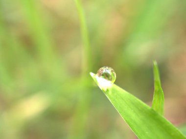 Kapalı su yapraklara düşer, yeşil çimenlere çiy damlaları, arka planda bulanık yapraklara damlacıklar, makro görüntü, kart tasarımı için yumuşak odak