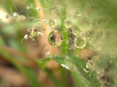 Kapalı su pamuğa düşer, yeşil çimlerin üzerinde çiy olur arka planda bulanık arkaplan, makro görüntü, kart tasarımı için yumuşak odak