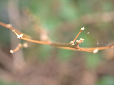 Bahar zamanı kapalı kuru bitki, bahçede ölü yapraklar parlak bulanık arka plan, makro görüntü, kart tasarımı için yumuşak odak