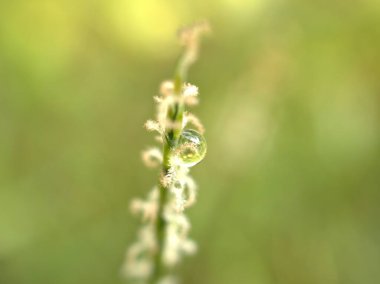 Kapalı su yapraklara düşer, yeşil çimenlere çiy damlaları, arka planda bulanık yapraklara damlacıklar, makro görüntü, kart tasarımı için yumuşak odak