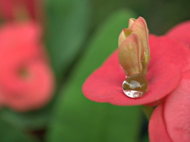 Sarı kırmızı yapraklar üzerine yakın su damlaları dikenli taç yeşil bulanık arka plan, makro görüntü, tatlı renk, yumuşak odak, pembe yapraklar üzerine su damlacıkları