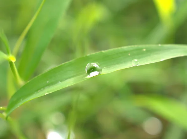 Closeup Water Drops Leaf Dew Green Grass Droplets Nature Leaves — Stock Photo, Image