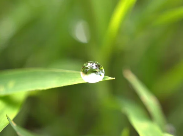 Närbild Vattendroppar Blad Dagg Grönt Gräs Droppar Naturlöv Med Suddig — Stockfoto