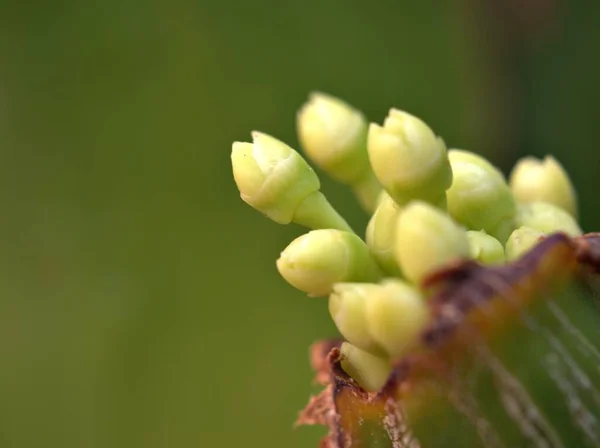 Nahaufnahme Weiße Knospe Blume Der Palme Garten Mit Grün Verschwommenem — Stockfoto
