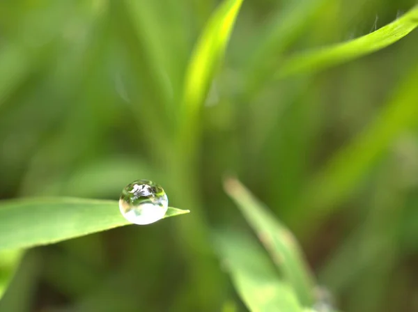 Närbild Vattendroppar Blad Dagg Grönt Gräs Droppar Naturlöv Med Suddig — Stockfoto