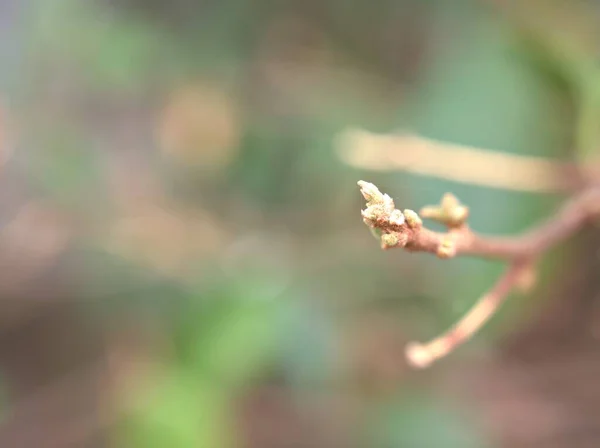 Closeup Dry Plant Spring Time Dead Leaves Garden Bright Blurred — Stock Photo, Image