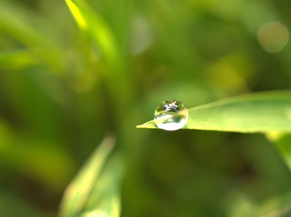 Gros Plan Gouttes Eau Sur Les Feuilles Rosée Sur Herbe — Photo