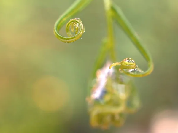 Крупный План Капли Воды Листьях Папоротника Роса Зеленой Траве Капли — стоковое фото