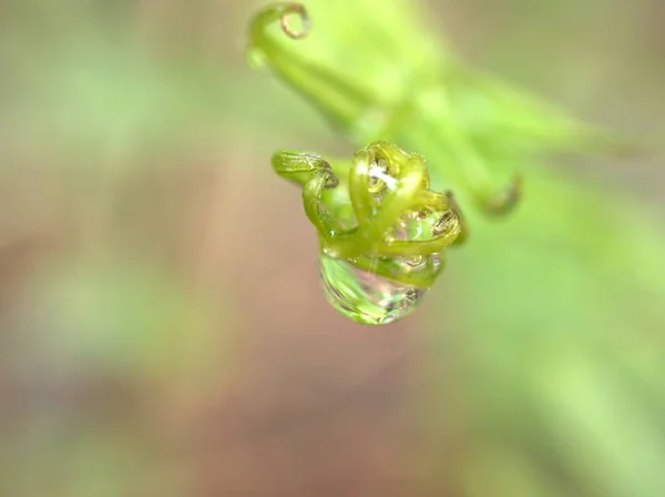 Närbild Vattendroppar Ormbunksblad Dagg Grönt Gräs Droppar Naturlöv Med Suddig — Stockfoto