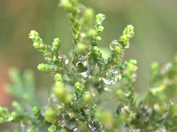 Closeup Gotas Água Folha Pinho Orvalho Grama Verde Gotículas Nas — Fotografia de Stock