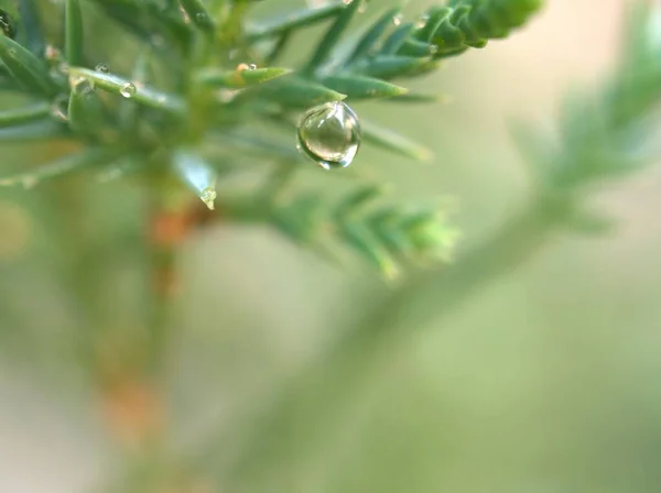 Närbild Vattendroppar Tallblad Dagg Grönt Gräs Droppar Naturlöv Med Suddig — Stockfoto