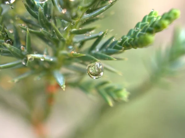 Närbild Vattendroppar Tallblad Dagg Grönt Gräs Droppar Naturlöv Med Suddig — Stockfoto