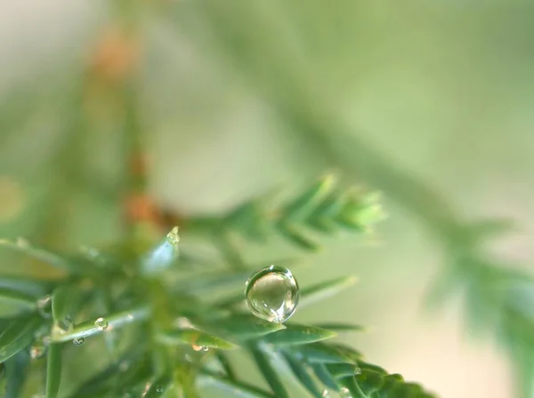 松の葉に水滴を閉じ 緑の草に露をつけ 背景がぼやけている自然の葉に水滴をつけ マクロ画像 カードデザインのためのソフトフォーカス — ストック写真