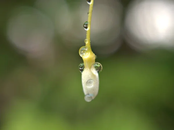 Closeup Flor Broto Branco Planta Jasmim Água Com Gotas Água — Fotografia de Stock