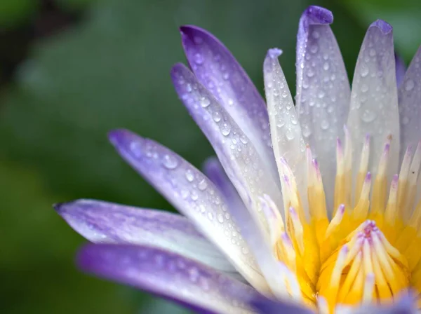 紫の花びらと水ユリの花の植物の花粉を閉じ庭に水滴や背景のぼやけた マクロ画像 カードのデザインのための甘い色 ソフトフォーカス — ストック写真