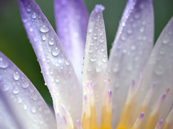 Detailní Bílá Fialové Okvětní Lístky Pyl Vody Lilie Květiny Rostliny — Stock fotografie
