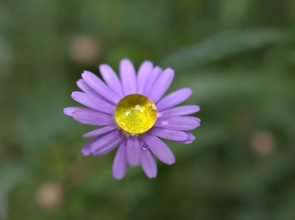 Closeup Purple Little Daisy Flower Plants Drop Water Garden Green — Stock Photo, Image