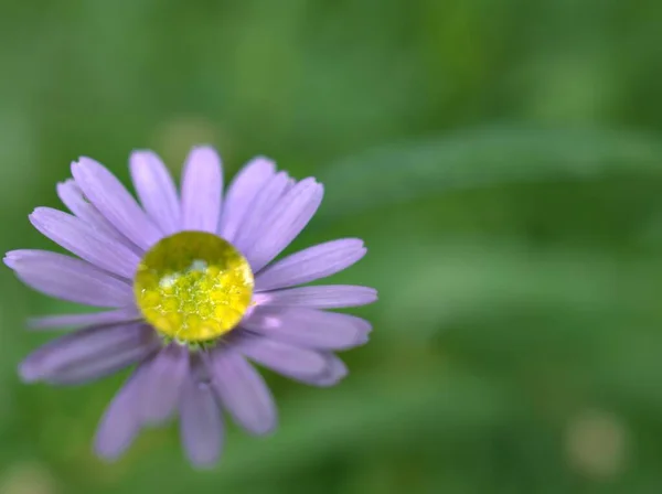 Closeup purple little daisy flower plants with drop of water in garden and green blurred background , macro image ,soft focus for card design