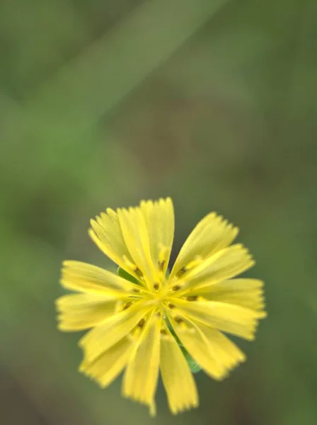 Pétalos Amarillos Cerca Falsa Barba Halcón Oriental Plantas Flores Youngia — Foto de Stock