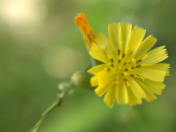 Närbild Gula Kronblad Orientalisk Falskt Höskägg Youngia Japonica Blomma Växter — Stockfoto