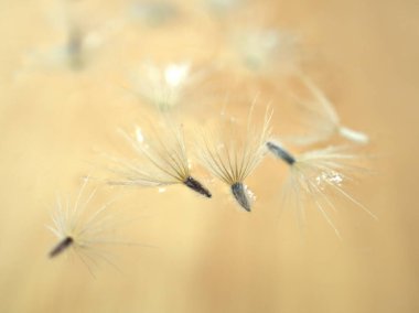 Kapalı makro beyaz çiçek tohumları açık pembe arka planda ve parlak bulanık kart tasarımı için