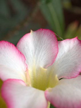 Kapalı beyaz, bahçedeki gül çiçeklerinin pembe taç yaprakları bulanık arka plan, kart tasarımı için tatlı renk, makro görüntü. 