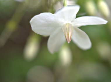 Bahçedeki yasemin çiçeğinin beyaz taç yaprakları parlak bulanık arkaplanlı, makro görüntülü. 