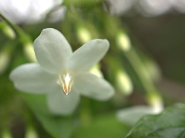 Bahçedeki yasemin çiçeğinin beyaz taç yaprakları parlak bulanık arkaplanlı, makro görüntülü. 