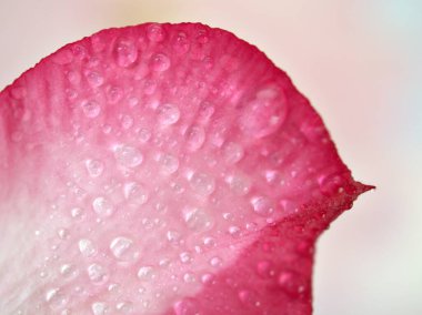 Çöl gülünün yakın pembe taç yaprakları, su damlaları ve bulanık arka plan, makro görüntü, kart tasarımı için tatlı renk 