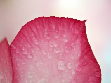 Çöl gülünün yakın pembe taç yaprakları, su damlaları ve bulanık arka plan, makro görüntü, kart tasarımı için tatlı renk 