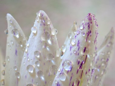 Kapalı beyaz. Nilüfer çiçeğinin mor yaprakları. Su damlaları, bulanık arka plan, makro görüntü, kart tasarımı için tatlı renk, yumuşak odaklanma. 