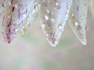 Kapalı beyaz. Nilüfer çiçeğinin mor yaprakları. Su damlaları, bulanık arka plan, makro görüntü, kart tasarımı için tatlı renk, yumuşak odaklanma. 