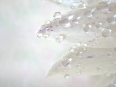 Kapalı beyaz. Nilüfer çiçeğinin mor yaprakları. Su damlaları, bulanık arka plan, makro görüntü, kart tasarımı için tatlı renk, yumuşak odaklanma. 