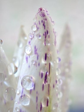 Kapalı beyaz. Nilüfer çiçeğinin mor yaprakları. Su damlaları, bulanık arka plan, makro görüntü, kart tasarımı için tatlı renk, yumuşak odaklanma. 