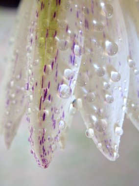 Kapalı beyaz. Nilüfer çiçeğinin mor yaprakları. Su damlaları, bulanık arka plan, makro görüntü, kart tasarımı için tatlı renk, yumuşak odaklanma. 