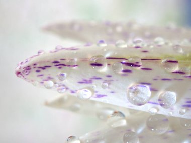 Kapalı beyaz. Nilüfer çiçeğinin mor yaprakları. Su damlaları, bulanık arka plan, makro görüntü, kart tasarımı için tatlı renk, yumuşak odaklanma. 