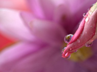 Yakın plan pembe, çöl gülünün mor yaprakları, su damlalı tomurcuk çiçekleri ve bulanık arka plan, makro görüntü, kart tasarımı için tatlı renk, yumuşak odak 