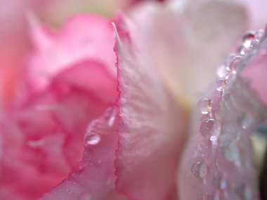 Çöl gülünün yakın pembe taç yaprakları, su damlaları ve bulanık arka plan, makro görüntü, kart tasarımı için tatlı renk 