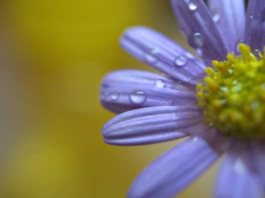 Papatya çiçeklerinin mor yapraklarının üzerine yakın plan su damlaları parlak bulanık arka plan, makro görüntü, kart tasarımı için tatlı renk