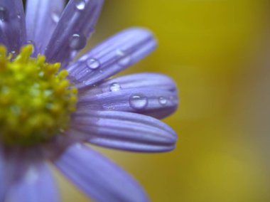 Papatya çiçeklerinin mor yapraklarının üzerine yakın plan su damlaları parlak bulanık arka plan, makro görüntü, kart tasarımı için tatlı renk
