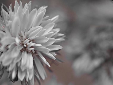 Kapalı makro bulanık bitki yaprakları siyah beyaz resim ve bulanık arkaplan, kart tasarımı için eski tarz fotoğraf, beyaz tomurcuk, doğa yaprakları, çam yaprağı