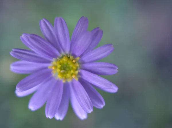 Zbliżenie Purpurowe Płatki Stokrotki Roślin Kwiatowych Ogrodzie Rozmytym Tle Słodki — Zdjęcie stockowe