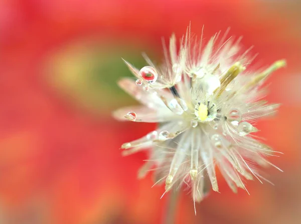 黄色の赤の背景に水滴と白いドライフラワー植物のクローズアップマクロイメージ カードデザインのための甘い色 — ストック写真