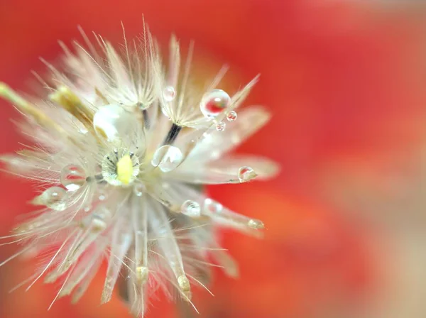 Closeup Macro Image White Dry Flower Plants Water Drops Yellow — Stock Photo, Image