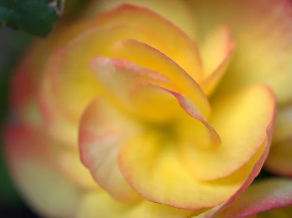 Närbild Gula Kronblad Begonia Blomma Växter Med Suddig Bakgrund Makro — Stockfoto