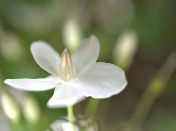Detailní Bílé Okvětní Lístky Vody Jasmín Květiny Rostliny Zahradě Jasně — Stock fotografie